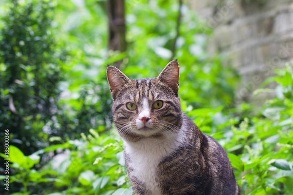 Obraz Tabby cat