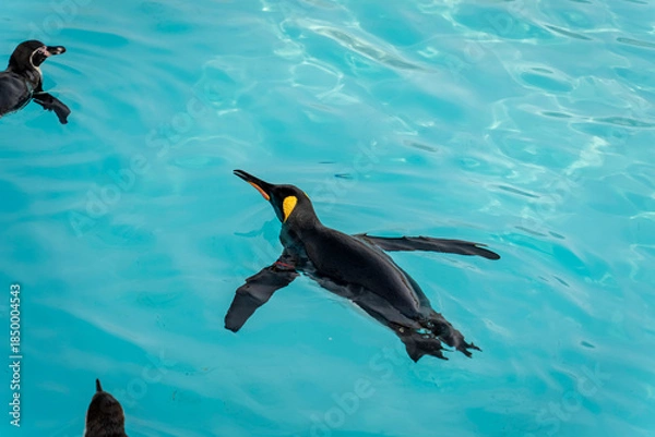 Obraz 泳ぐペンギン	
