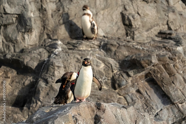 Obraz 岩場に立つペンギン