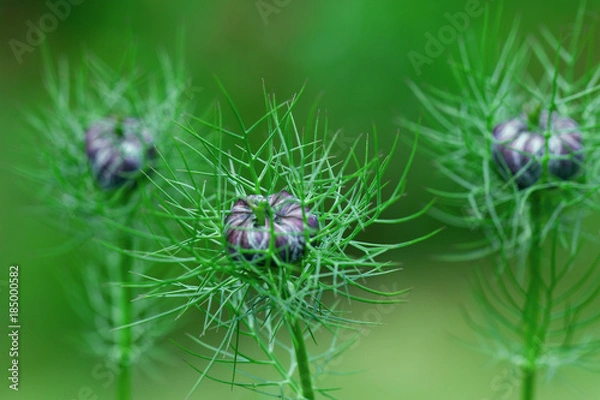Obraz Exotic Lilac Flower With Spiny Leaf Network