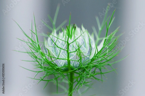 Obraz Exotic Lilac Flower With Spiny Leaf Network