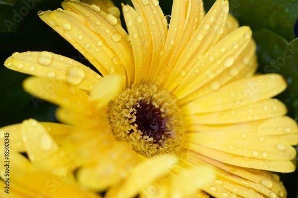 Obraz A close up of a yellow flower 