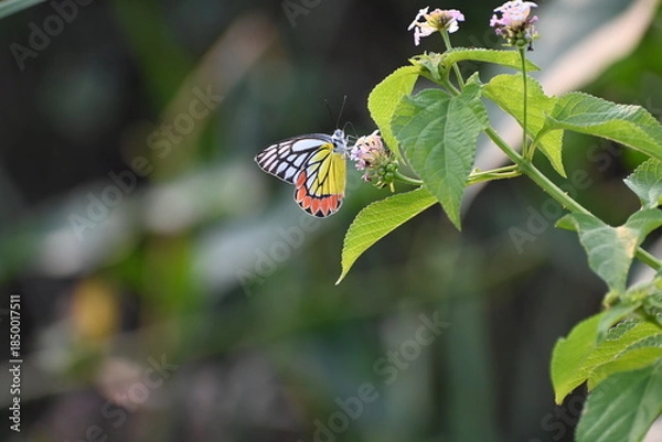 Obraz A common jezebel butterfly is seen sitting on a small bunch flowers in the semi urban area near a lake