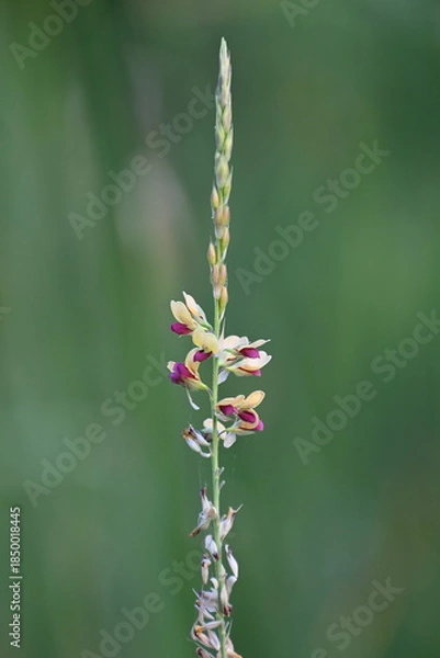 Obraz A beautiful pink wild flowers near a wetland lake area