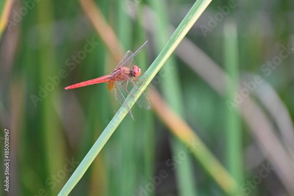 Obraz A beautiful red dragon fly is seen sitting on a green blade of grass in an agricultural field