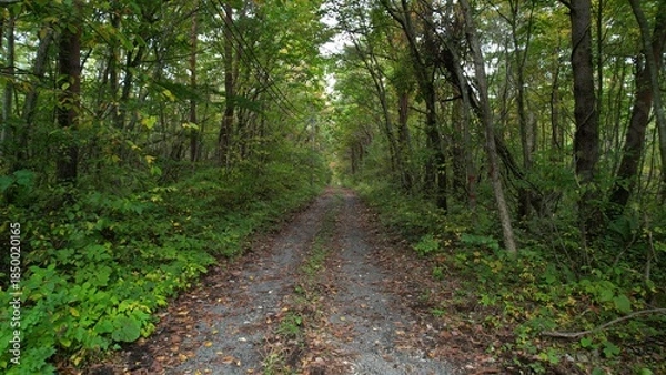 Obraz 切り出された丸太