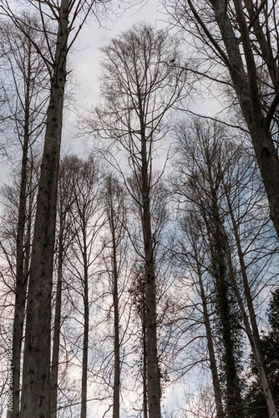 Obraz 冬の森に差し込む太陽