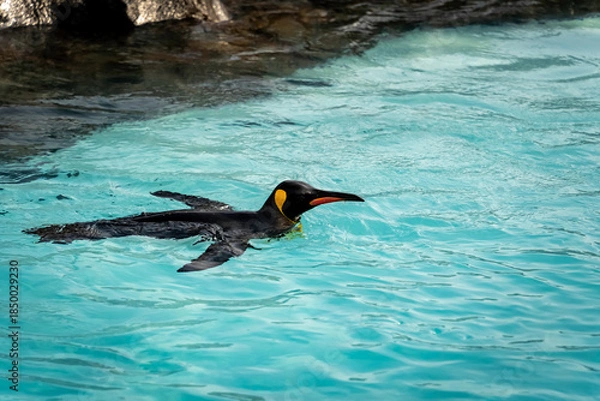 Obraz 泳ぐペンギン	
