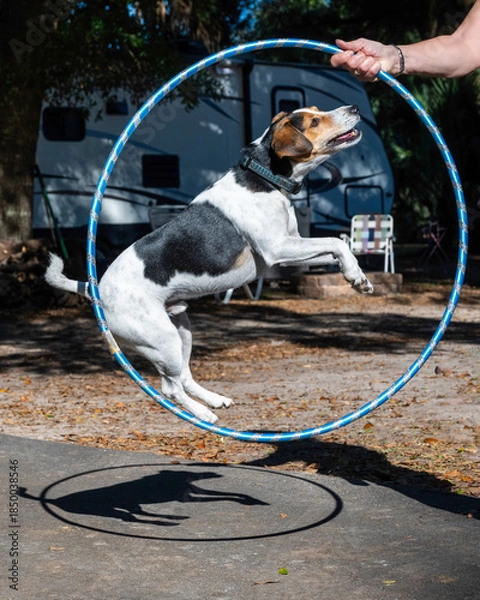 Obraz A jack russel dog jumping in a plastic hoop