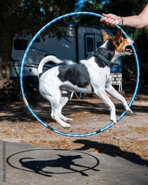 Obraz A jack russel dog jumping in a plastic hoop