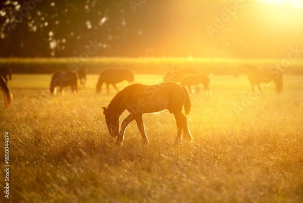 Obraz Foal grazing at sunrise