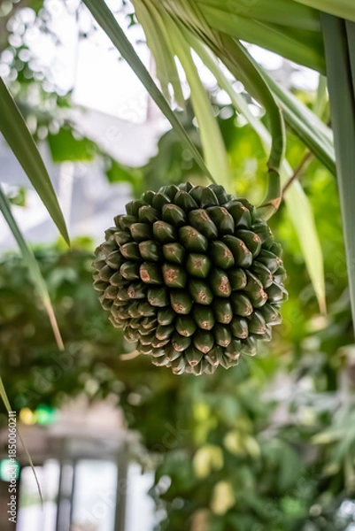 Obraz ビヨウタコノキ