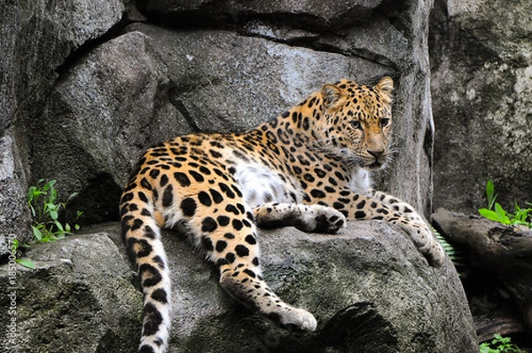 Fototapeta Leopard on Rock 