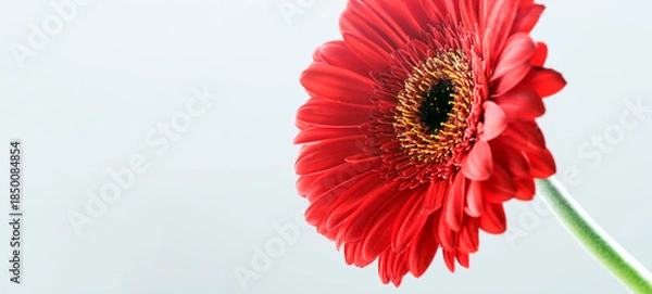 Obraz Gerbera roja