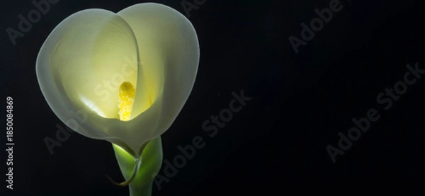 Obraz Calla iluminada