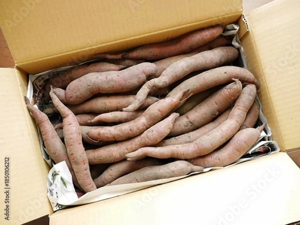 Fototapeta ダンボールに入った日本の細いさつまいも5kg（紫芋のふくむらさき）