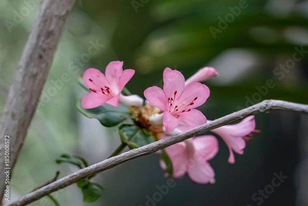 Obraz ロドデンドロン　サンセット