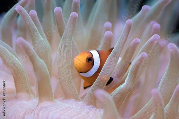 Obraz クマノミとイソギンチャク