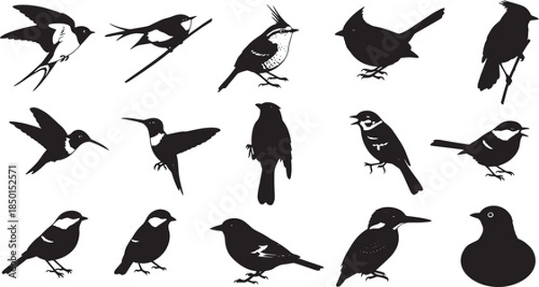Fototapeta Graphic vector collection of various bird silhouettes and detailed avian outlines, showcasing diverse species in elegant black and white illustrations