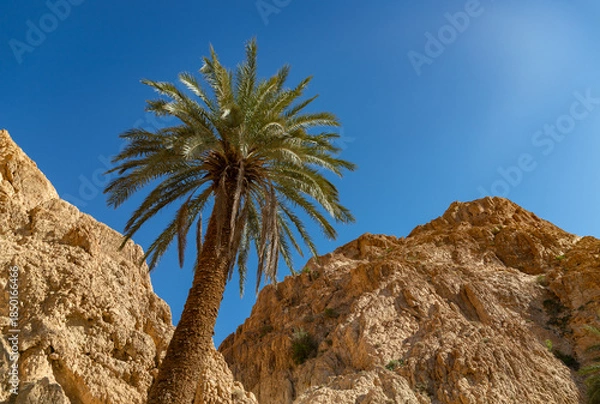 Obraz Chebika Oasis in Tunisia