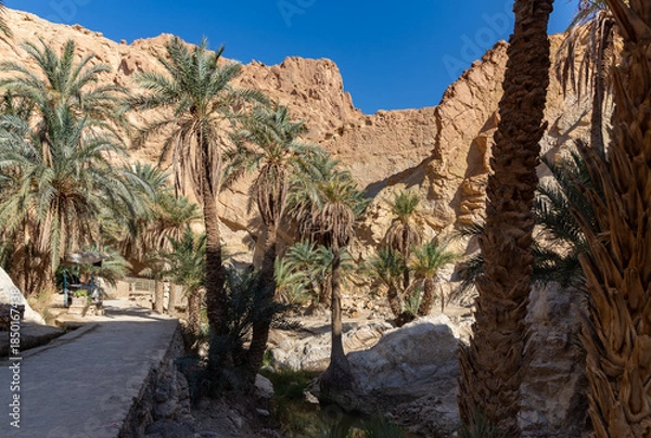 Obraz Chebika Oasis in Tunisia