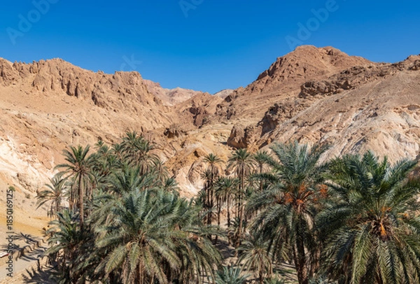 Obraz Chebika Oasis in Tunisia