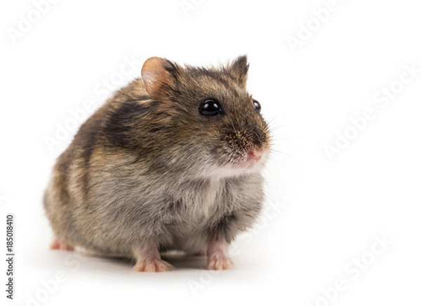 Obraz cute gray hamster