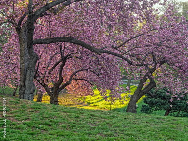 Obraz Central Park in spring