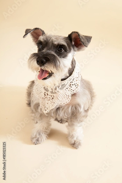Obraz Miniature Schnauzer sit on yellow background
