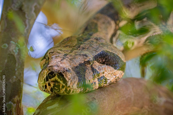 Fototapeta Boa constrictor