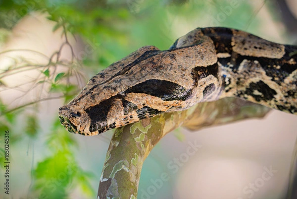 Fototapeta Boa constrictor