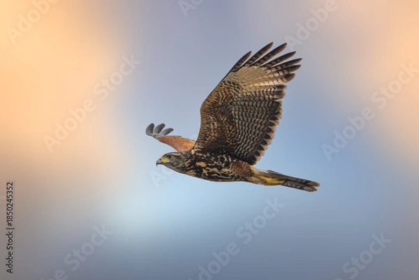 Fototapeta Harris's Hawk
