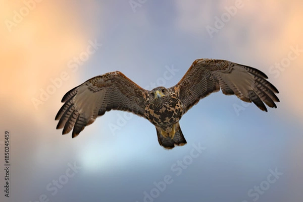 Fototapeta Harris's Hawk
