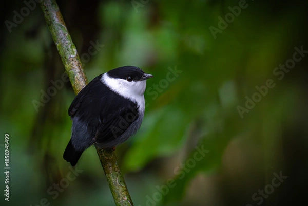 Fototapeta White-bearded Manakin
