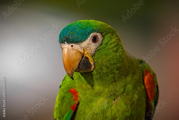 Fototapeta Red-shouldered Macaw

