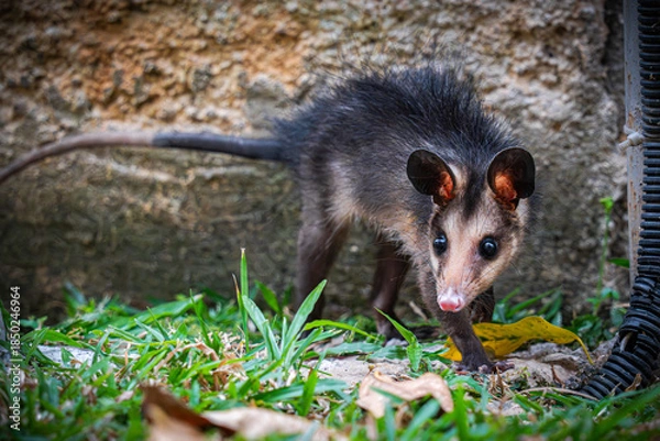 Fototapeta Big-eared opossum
