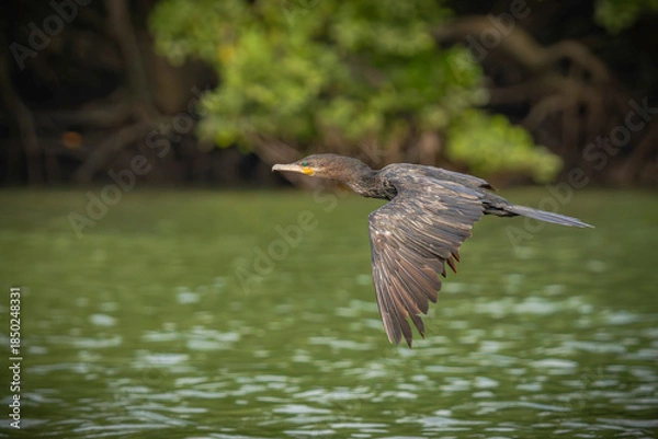 Fototapeta Neotropic Cormorant
