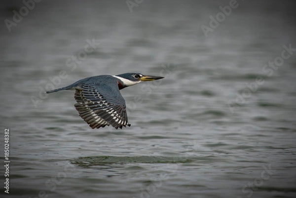 Fototapeta Ringed Kingfisher
