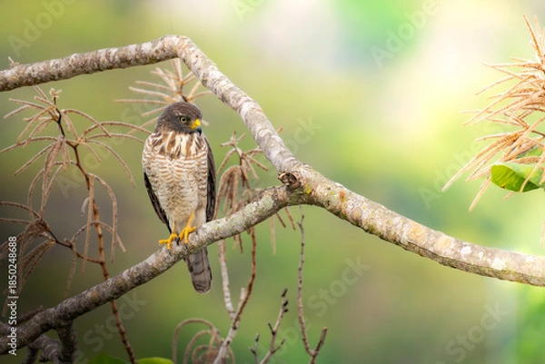 Fototapeta Road-side-Hawk