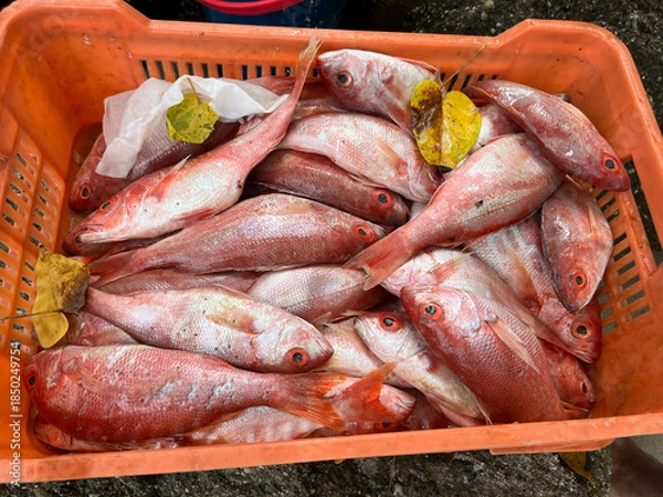 Fototapeta Freshly Caught Red Snapper Fish in Orange Plastic Crate