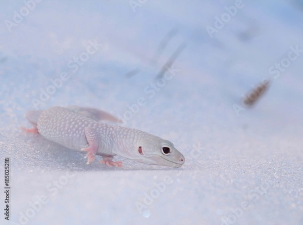 Obraz diablo blanco sulla neve