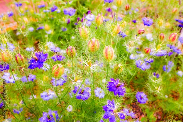 Obraz キャンディーフラワー