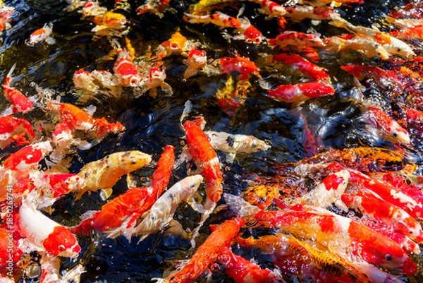 Obraz colorful koi fish feeding together in pond