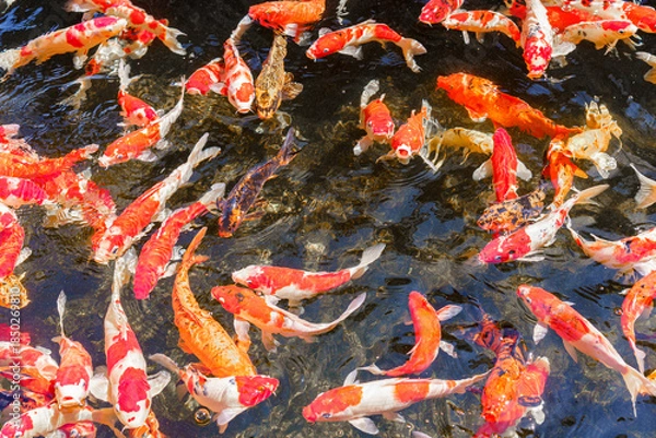 Obraz colorful koi fish feeding together in pond