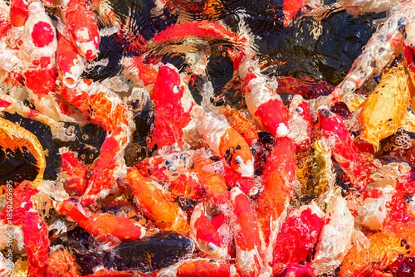 Obraz colorful koi fish feeding together in pond
