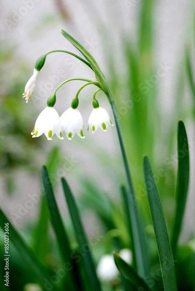 Obraz スノーフレーク