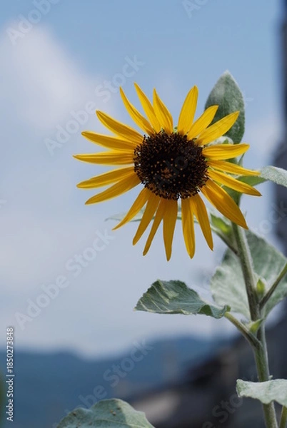 Obraz ひまわりの花