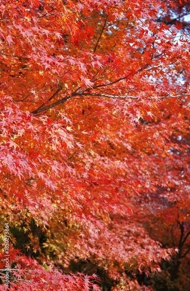 Obraz 紅葉