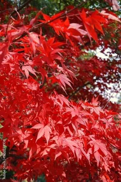 Obraz 紅葉