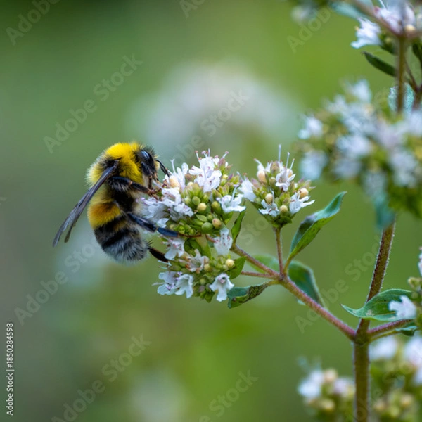 Obraz Biene an einer Blüte